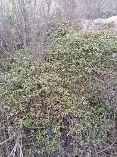 Image of Alternanthera halimifolia by (c) Álvaro Parra Valdivia, some rights reserved (CC BY)