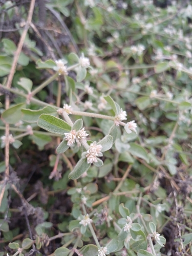 Image of Alternanthera halimifolia by (c) Álvaro Parra Valdivia, some rights reserved (CC BY)