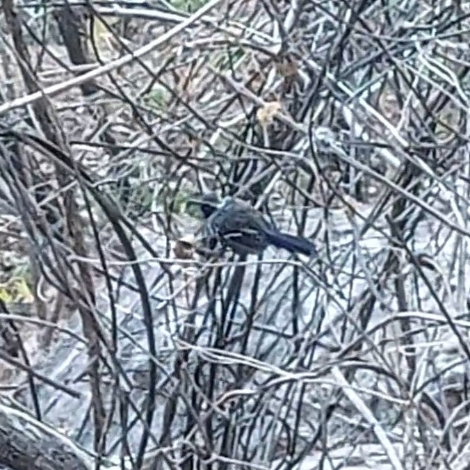 Black-bellied Antwren (Formicivora melanogaster), photo 3