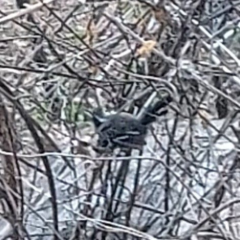 Black-bellied Antwren (Formicivora melanogaster), photo 4