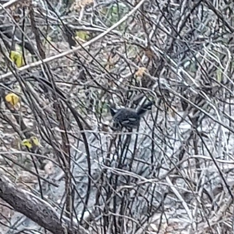 Black-bellied Antwren (Formicivora melanogaster), photo 10