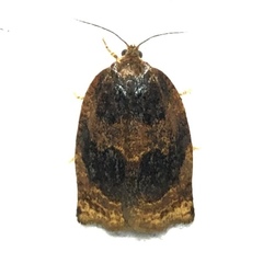 Archips infumatana