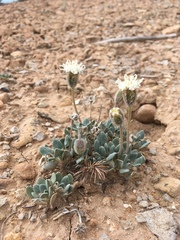 Chamaechaenactis scaposa