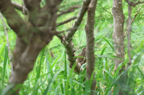 Taiwan Hwamei (Garrulax taewanus), photo 10