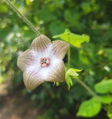 Polystemma guatemalense