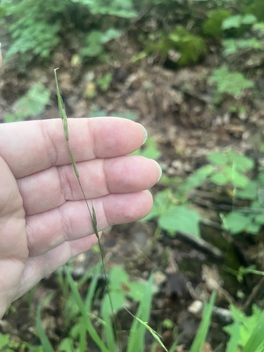 Smith's Melicgrass (Melica smithii)