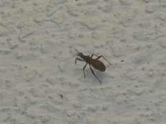 Lisarda rhypara