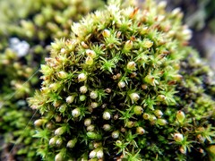 Orthotrichum pusillum