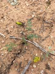 Cymopterus glomeratus