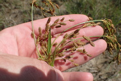 Scirpus pendulus