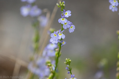 Lobelia berlandieri