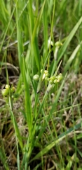 Sisyrinchium albidum
