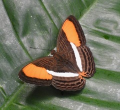 Adelpha cytherea