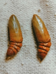 Hyles vespertilio