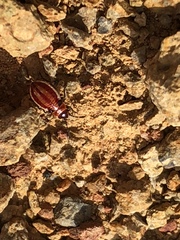 Lygaeus kalmii