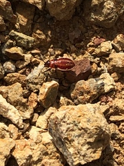 Lygaeus kalmii