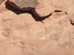 Pseudotrapelus sinaitus