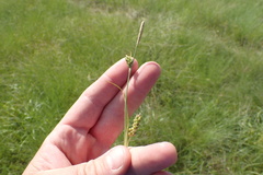 Carex meadii