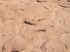 Pseudotrapelus sinaitus