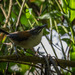 Moustached Wren - Photo (c) Eden Fontes, some rights reserved (CC BY-NC), uploaded by Eden Fontes