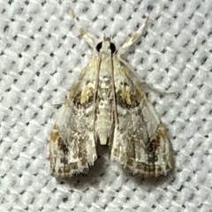 Glaphyria basiflavalis