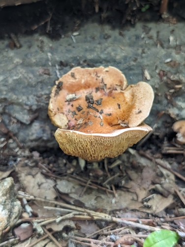 観察された菌類