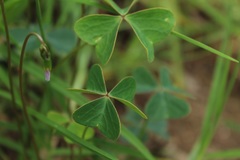 Oxalis cuatrecasasii