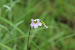 Oxalis cuatrecasasii