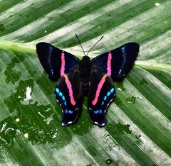 Ancyluris jurgensenii