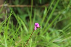 Desmodium molliculum