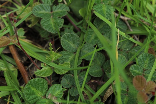 Image of Desmodium molliculum by (c) Andrés Ramírez-Barrera, some rights reserved (CC BY)