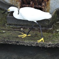 Egretta thula