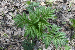 Pleurospermum uralense