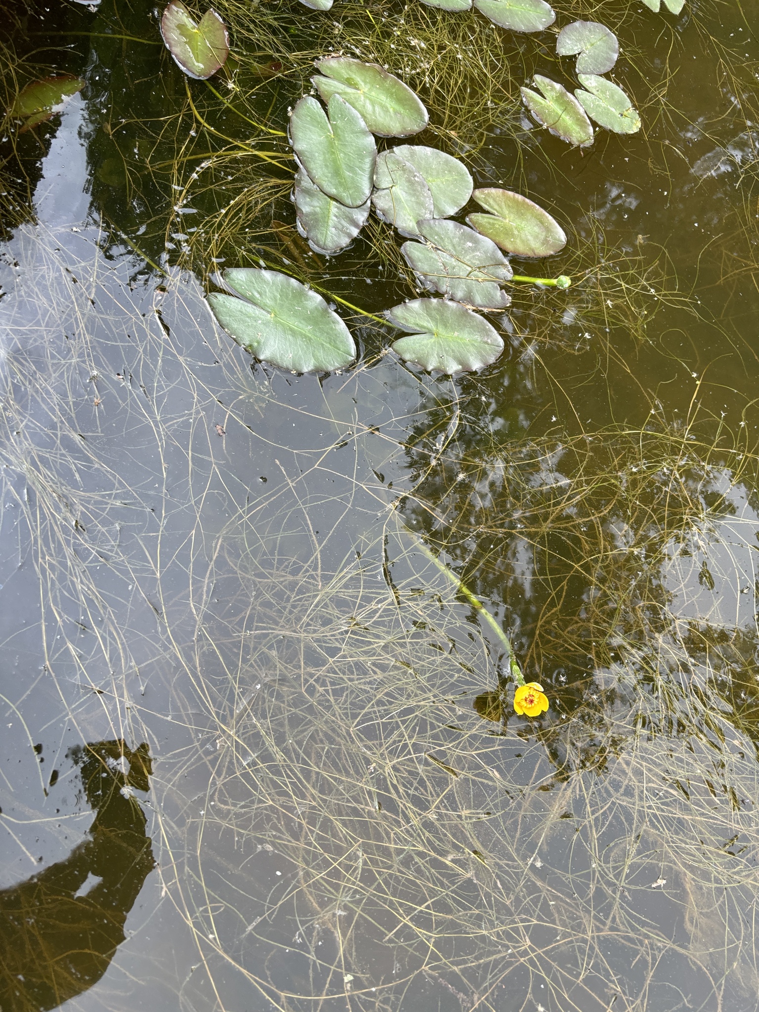 Small Yellow Pond-Lily (Nuphar microphylla)