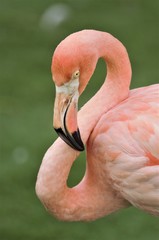 Phoenicopterus ruber