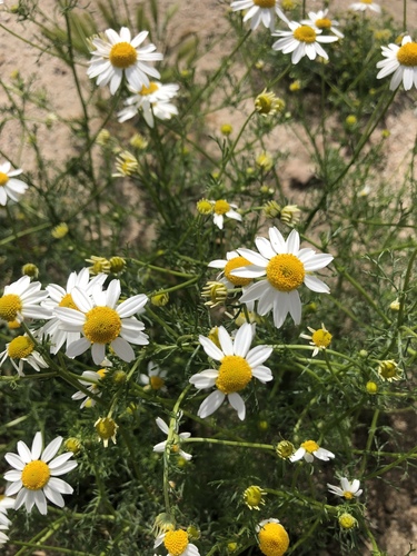 Matricaria chamomilla