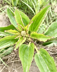 Arnoglossum plantagineum