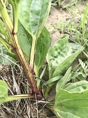 Arnoglossum plantagineum