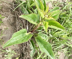 Arnoglossum plantagineum