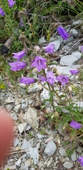 Campanula komarovii