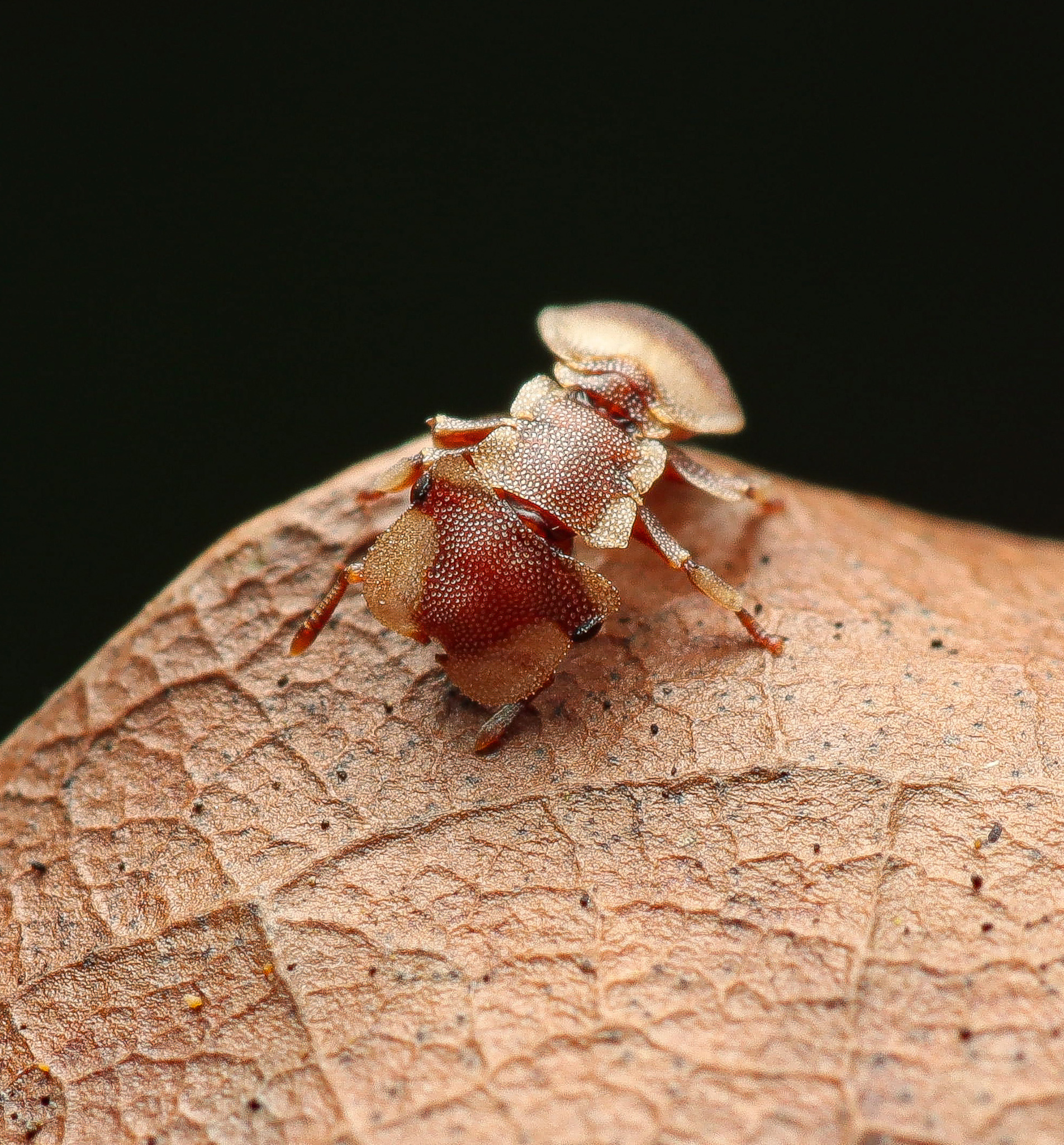 Cephalotes foliaceus