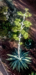 Agave temacapulinensis