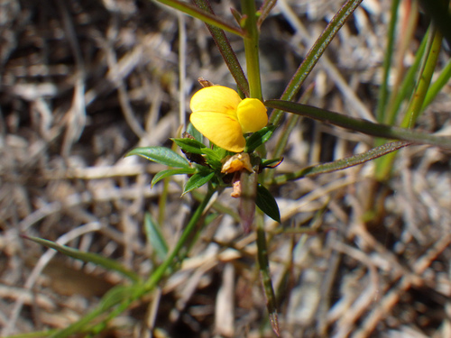 Stylosanthes calcicola observed 2022-05-08
