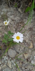Tanacetum poteriifolium