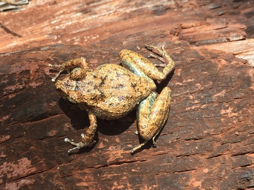 Yarey Robber Frog