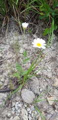 Tanacetum poteriifolium