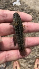 Bathygobius soporator