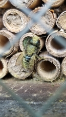 Osmia lignaria lignaria