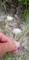 Tanacetum poteriifolium