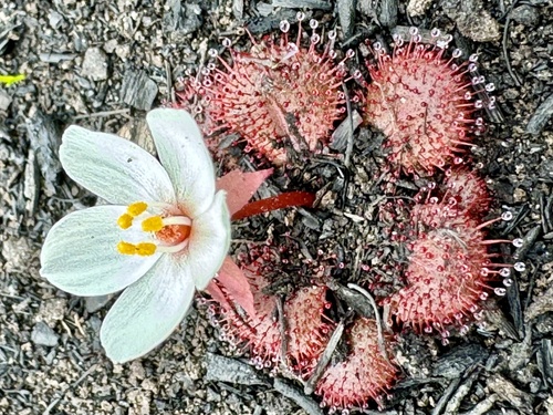 Drosera tubaestylis